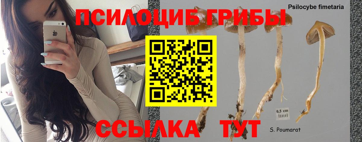Псилоцибиновые грибы GOLDEN TEACHER Красноярск